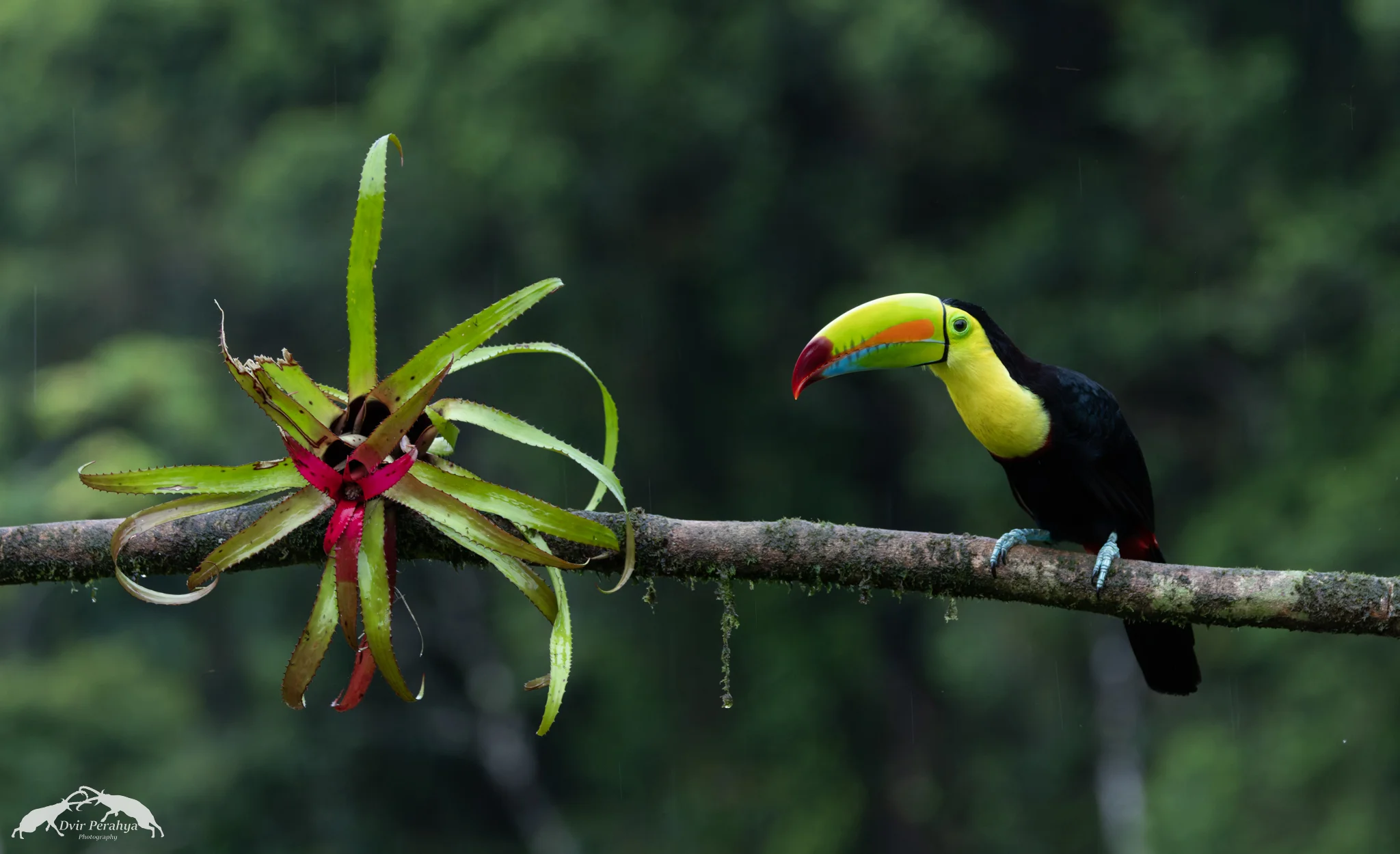 Keel-billed toucan, Boca Tapada